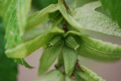 Carpinus betulus - habr obecný - detail zrání plodenství